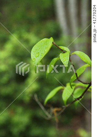 一庫公園のサンシュウの若葉 一庫公園のサンシュウの若葉 41770204