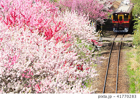 わたらせ渓谷鉄道沿線の旅　春の息吹 41770283