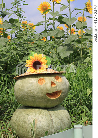 ひまわりとジャック 41770347