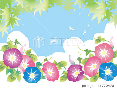 朝顔 夏 紅葉のイラスト素材