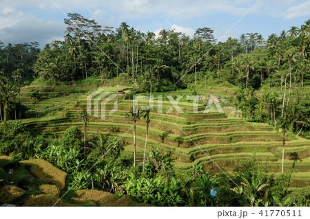 バリ島　テガラランのライステラス 41770511