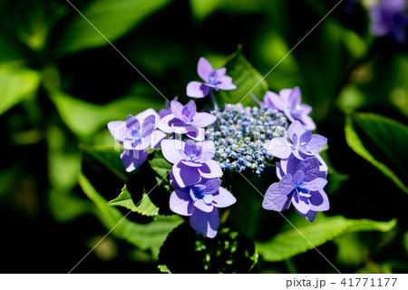 初夏の光を浴びて咲く伊豆の華 初夏の光を浴びて咲く伊豆の華 41771177