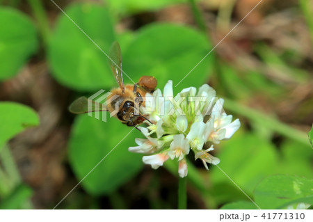 シロツメクサとミツバチ　福島県只見町 41771310
