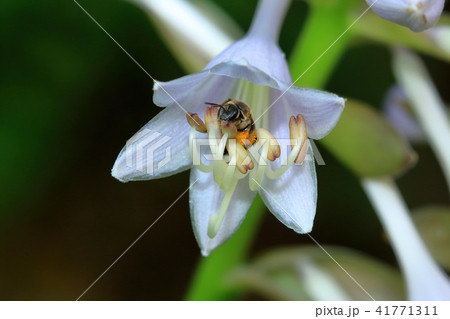 オオバギボウシの花の中のコハナバチ 福島県只見町 オオバギボウシの花の中のコハナバチ 福島県只見町 41771311