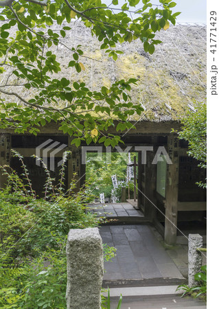 杉本寺の山門(鎌倉市二階堂) 杉本寺の山門(鎌倉市二階堂) 41771429