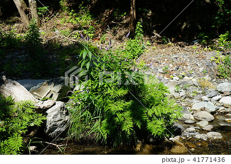 清流のクガイソウ 41771436