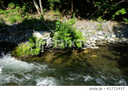清流のクガイソウ 41771437