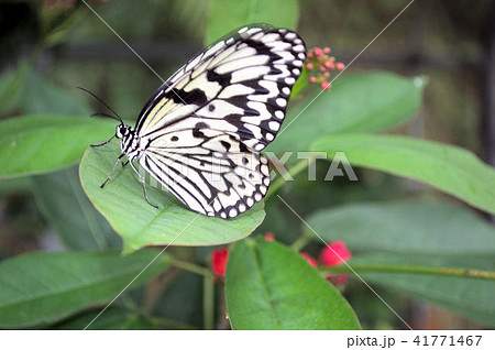 オオゴマダラ 沖縄の蝶 横向き チョウチョ 昆虫の写真素材