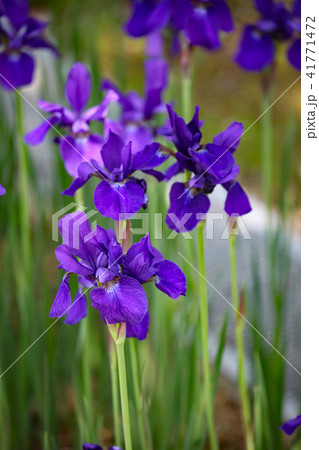 アヤメ アヤメ 41771472