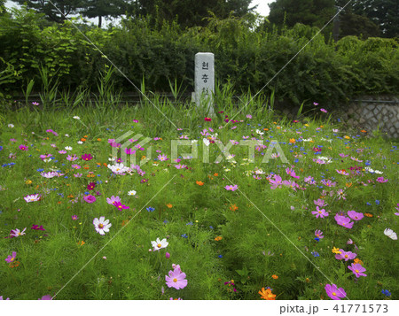 銅雀区 ソウル市 国立墓地 41771573