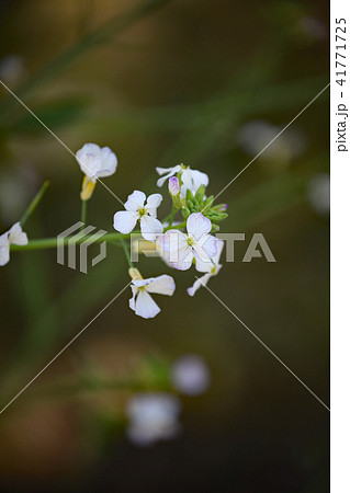 すずしろ 41771725