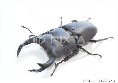 国産オオクワガタ　白背景 41771743