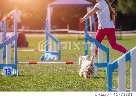 Dog with handler running in agility competition 41771831