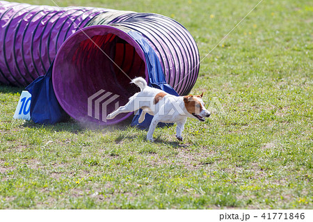 Small dog running out from tunnel in agility trial Small dog running out from tunnel in agility trial 41771846