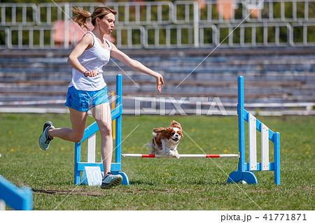 Dog with handler vaulting hurdle in agility trial Dog with handler vaulting hurdle in agility trial 41771871