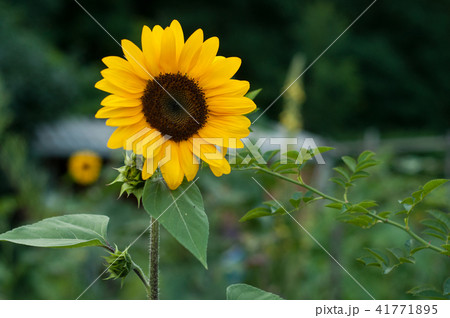 Closeup of sunflower in a vegetable garden Closeup of sunflower in a vegetable garden 41771895