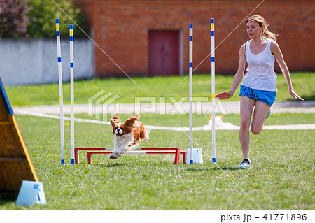 Dog with handler vaulting hurdle in agility trial 41771896