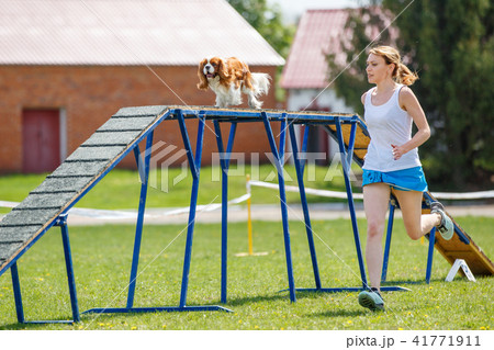 Dog go down on dog walk obstacle in agility trial 41771911