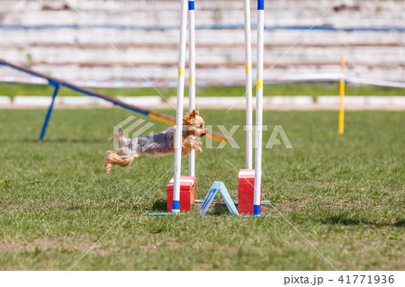 Dog jumping over hurdle in agility competition Dog jumping over hurdle in agility competition 41771936