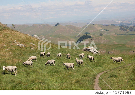 ひつじの群れ　ニュージーランド、テ・マタ・ピーク 41771968