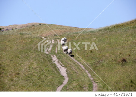 ４頭のひつじ　ニュージーランド、テ・マタ・ピーク 41771971