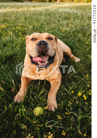Brown dog cane corso 41772010