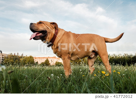 Brown dog corso cors 41772012