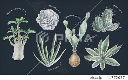 多肉植物イラスト　一覧 41772027