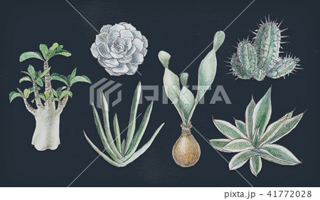 多肉植物イラスト 一覧 多肉植物イラスト 一覧 41772028