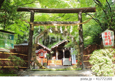 京都　野宮神社　茅の輪くぐり 41772160