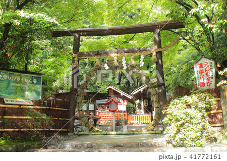 京都　野宮神社　茅の輪くぐり 41772161