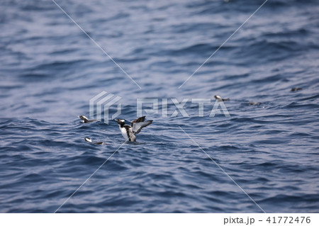 カンムリウミスズメの群れ カンムリウミスズメの群れ 41772476