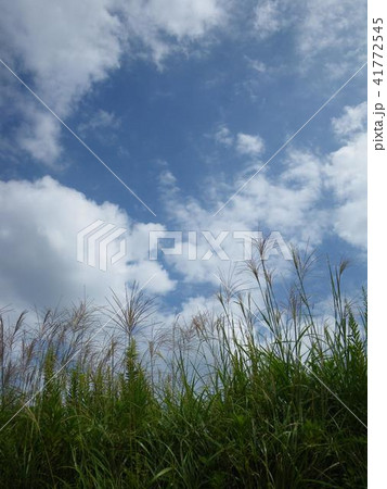 秋の空とススキの穂 41772545