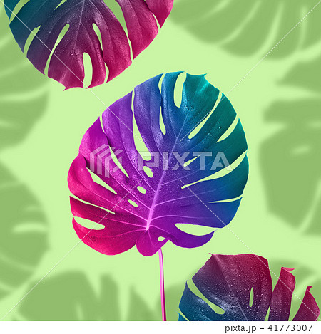 Tropical multicolored gradient monster leaf 41773007