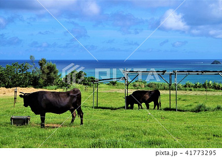 南国の海を臨む牧草地と石垣牛 【沖縄県・石垣島】 41773295