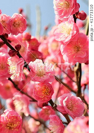 ミツバチと梅の花（紅梅）　箱崎八幡神社　おめでたい花　出水市　鹿児島県 41773310