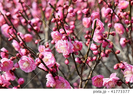 ミツバチと梅の花（紅梅）　箱崎八幡神社　おめでたい花　出水市　鹿児島県 41773377