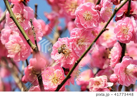 ミツバチと梅の花 紅梅 箱崎八幡神社 おめでたい花 出水市 鹿児島県の写真素材