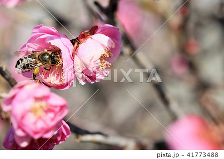 ミツバチと梅の花 紅梅 春の戯れ 梅の花とミツバチ みつばち 蜜蜂 ミツバチ 梅の花 春の写真素材