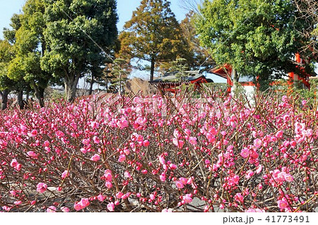 ミツバチと梅の花（紅梅）　箱崎八幡神社　おめでたい花　出水市　鹿児島県 41773491