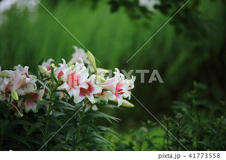 ユリ 処女 花 41773558