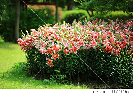 ユリ 植物 花 41773567