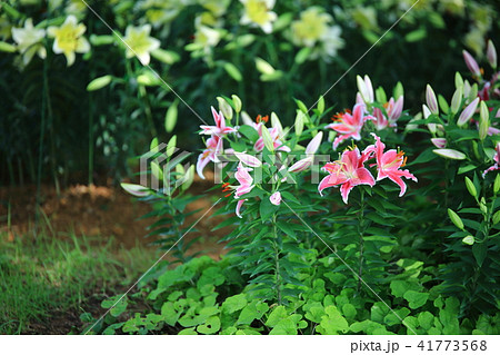 ユリ 花 花畑 41773568