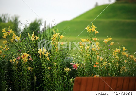 ユリ 植物 花 41773631