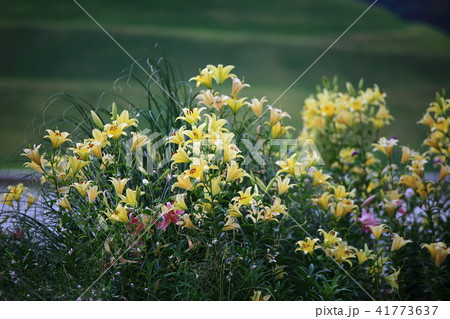 ユリ 花 花畑 41773637