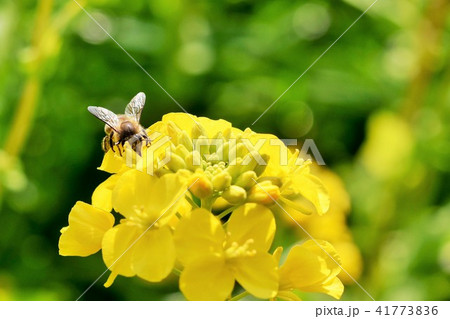 菜の花畑 春の煌めき 菜の花 ミツバチ みつばち 自然 栽培 蜂蜜 昆虫 黄色い花 春の写真素材