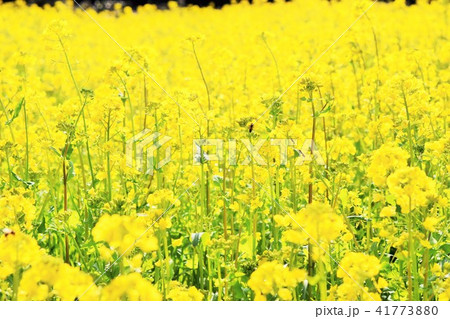 菜の花畑　春の煌めき　菜の花　ミツバチ　みつばち　高尾野町　出水市　鹿児島県 41773880