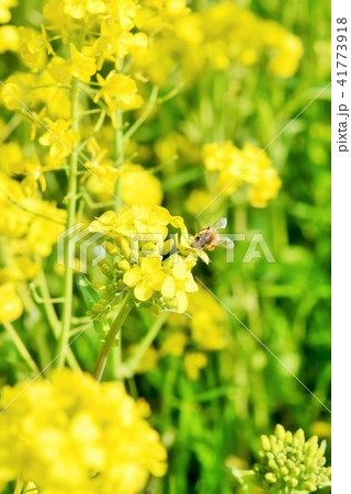 菜の花畑 春の煌めき 菜の花 ミツバチ みつばち 高尾野町 出水市 鹿児島県 菜の花畑 春の煌めき 菜の花 ミツバチ みつばち 高尾野町 出水市 鹿児島県 41773918