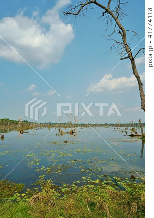 カンボジア王国、アンコール遺跡、ニャック・ポアンの風景 41774118