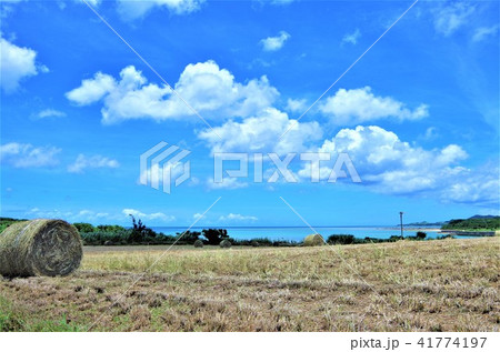青空の下の南国の牧草地と牧草ロール 【沖縄県・石垣島】 41774197